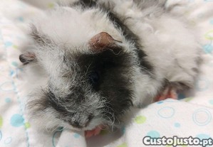 imagem_2