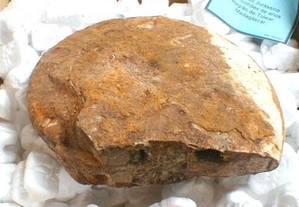 Amonite fóssil 13x12x4cm