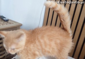 imagem_5