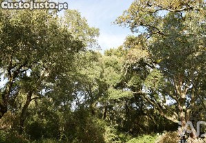 imagem_24