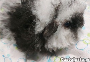 imagem_3
