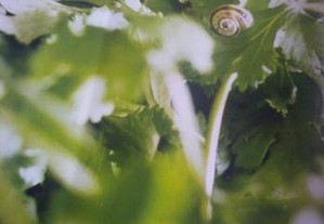 imagem_4