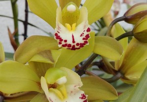 Orquídea verde