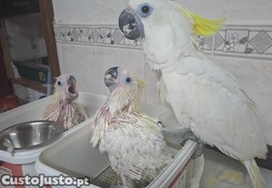 imagem_1