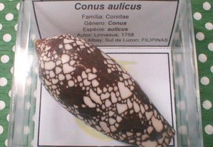 Búzio-Conus aulicus 11x11cm