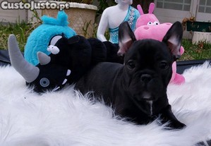 imagem_1