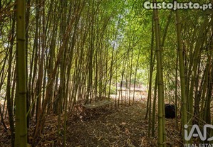 imagem_37