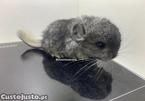 Chinchila bebé Standard