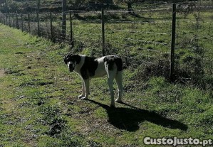 imagem_4