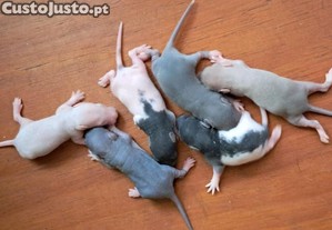 imagem_1