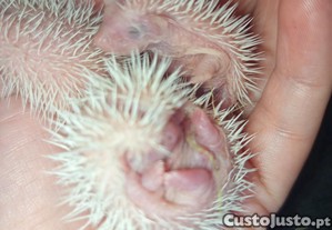 imagem_4
