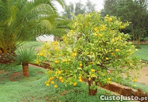 imagem_11