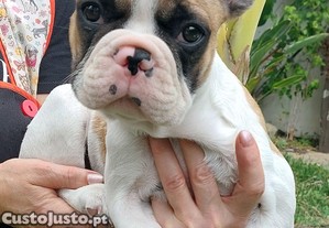 imagem_1