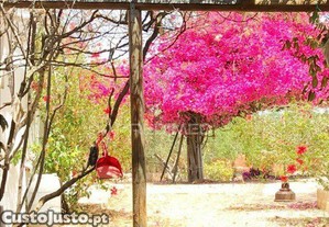 imagem_12