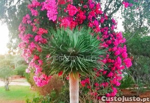 imagem_7