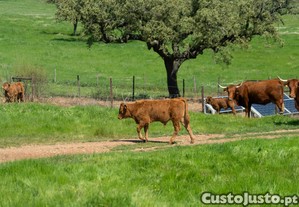 imagem_8