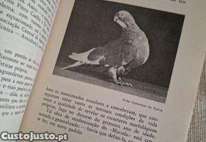 imagem_7