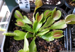 Kit completo p/ Planta Carnivora Dionaea Muscipula