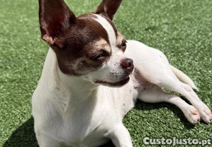 Chihuahua fêmea procura macho Almada