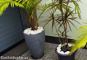 Palmeiras Archontophoenix alexandrae e outras