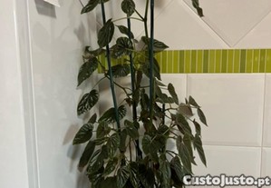 Planta d interior