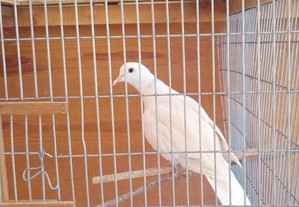 imagem_2
