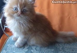 imagem_1