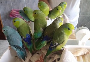 Papagaios anões (forpus) domesticados