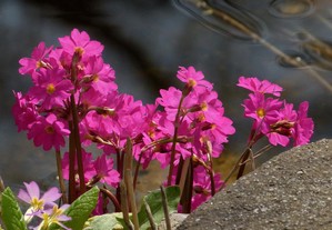 Primula rosa - Plantas para lago Jardim