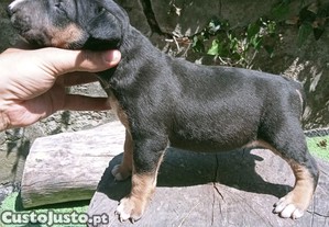 imagem_5