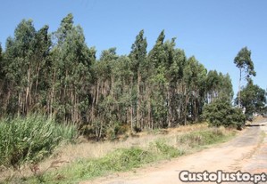 imagem_11