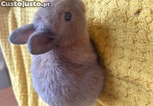 imagem_2
