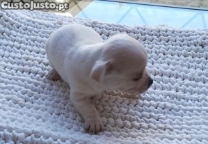 imagem_1