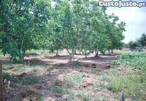 imagem_35