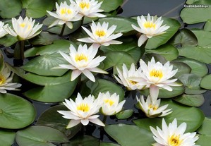 Nenúfares de flor branca - planta para lago de jardim