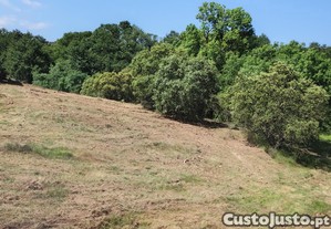 imagem_1