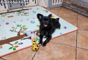 Chihuahua macho jovem com 7 meses super meiguinho Completamente vacinado inclusive vacina da raiva