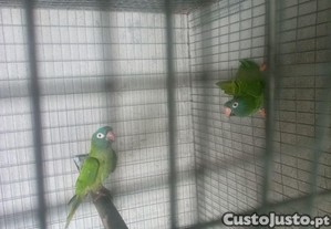 imagem_1