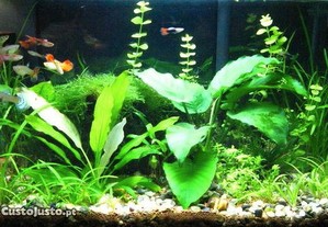 Iniciantes - Lote de plantas fáceis para aquário com oferta