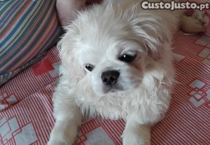 imagem_1