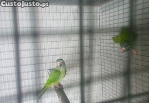 imagem_2
