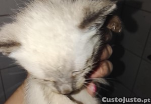 imagem_6