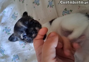 imagem_2