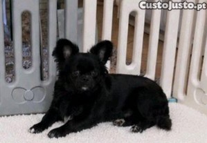 imagem_2