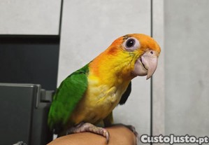imagem_4