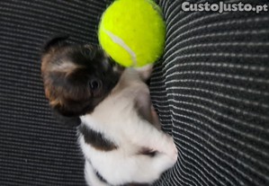 imagem_3