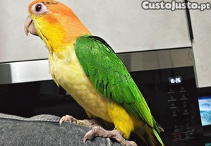 imagem_2