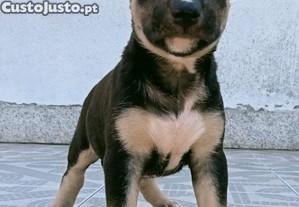 imagem_1