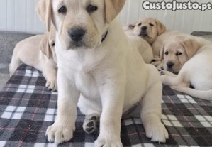 Labrador Retriever de raça pura disponível   Companheiro perfeito para toda a família