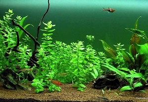 Lote de plantas fáceis para aquário - Principiantes